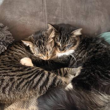 Tabby Cats Available for Adoption in Pendleton, Oregon - Billie Jo And Bobby Jo | PetCurious