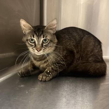 Jolly Rodger -  Domestic Medium Hair Cat for Adoption in Chattanooga, Tennessee - Jolly Rodger | PetCurious