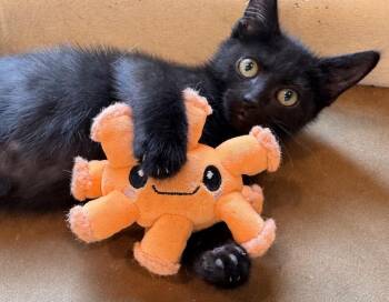 Pooh -  Domestic Short Hair Cat for Adoption in Evansville, Indiana - Pooh | PetCurious