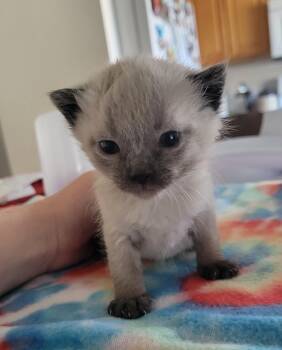 Domestic Short Hair Cats Available for Adoption in Fruit Heights, Utah - Misty | PetCurious