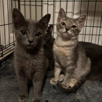 Nova -  Domestic Short Hair Cat for Adoption in Dickinson, Texas - Nova | PetCurious
