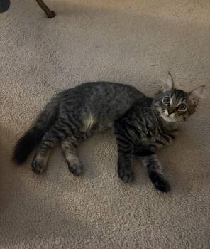 Cheddar -  Domestic Long Hair and Maine Coon Cat for Adoption in Chickasaw, Alabama - Cheddar | PetCurious