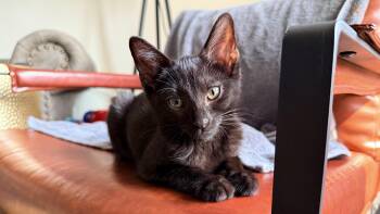 Harriet -  Bombay and Domestic Short Hair Cat for Adoption in New York, New York - Harriet | PetCurious