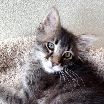 Jude -  Domestic Medium Hair and Tabby Cat for Adoption in Long Beach, Washington - Jude | PetCurious