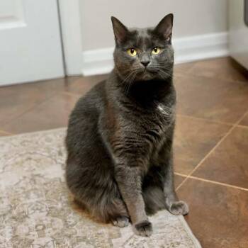 Domestic Short Hair Cats Available for Adoption - Blue | PetCurious