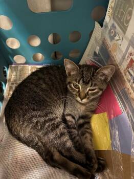 Spark -  Domestic Short Hair Cat for Adoption in Millcreek, Utah - Spark | PetCurious