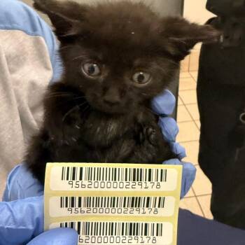 Sally -  Domestic Medium Hair Cat for Adoption in Charleston, West Virginia - Sally | PetCurious