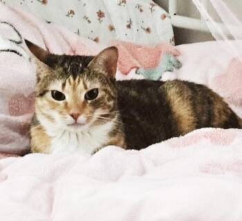 Miso -  Extra Toes Cat Hemingway Polydactyl and Calico Cat for Adoption in Philadelphia, Pennsylvania - Miso | PetCurious