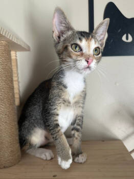 Rescue Domestic Short Hair Cats for Adoption in West Palm Beach, Florida - Adaline | PetCurious