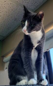 Gia -  Domestic Short Hair Cat for Adoption in Green Valley, Arizona - Gia | PetCurious