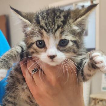 Lillie-3953 -  Domestic Short Hair Cat for Adoption in Tyler, Texas - Lillie-3953 | PetCurious