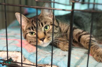 Rescue Domestic Short Hair and Tabby Cats for Adoption in Loveland, Ohio - Zula | PetCurious