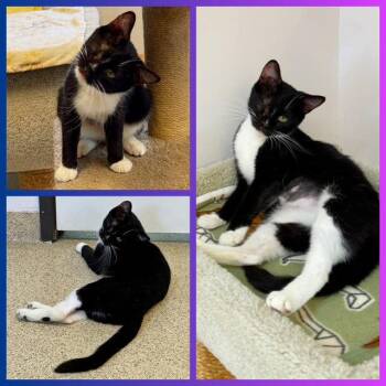 Henna -  Domestic Short Hair and Tuxedo Cat for Adoption in Seal Beach, California - Henna | PetCurious