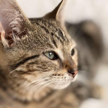 Bubbles -  Domestic Short Hair Cat for Adoption in West Orange, New Jersey - Bubbles | PetCurious