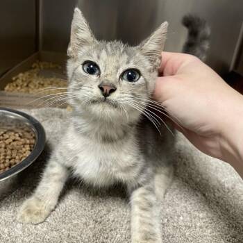 Jesse -  Domestic Short Hair Cat for Adoption in Dickinson, Texas - Jesse | PetCurious