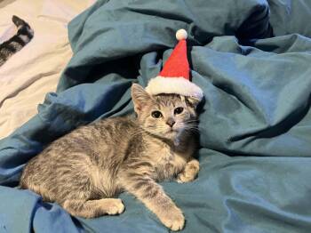 Rescue Domestic Short Hair Cats for Adoption in Chicago, Illinois - Goblin (Aka Gobblin) | PetCurious