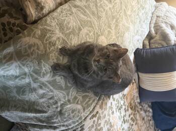 Ceasar -  Domestic Short Hair Cat for Adoption in Verona, Pennsylvania - Ceasar | PetCurious