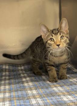 Hammer -  Domestic Short Hair Cat for Adoption in Montville, New Jersey - Hammer | PetCurious