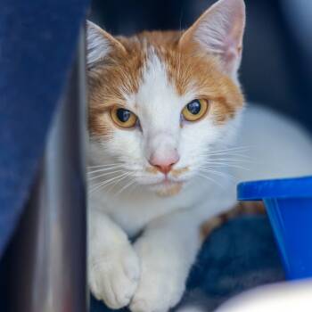 Rescue Domestic Short Hair Cats for Adoption in Wilmington, Delaware - Ember | PetCurious