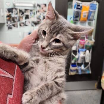 Eeyore -  Domestic Short Hair Cat for Adoption in Columbus, North Carolina - Eeyore | PetCurious