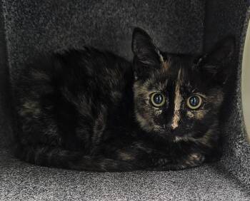 Donna -  Domestic Short Hair Cat for Adoption in Athens, Tennessee - Donna | PetCurious