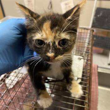 A614575 -  Domestic Short Hair Cat for Adoption in Modesto, California - A614575 | PetCurious