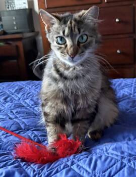 donut -  Domestic Long Hair and Tabby Cat for Adoption in San Jose, California - Donut | PetCurious