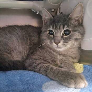 The Precioussss -  Domestic Medium Hair Cat for Adoption in Providence, Rhode Island - The Precioussss | PetCurious