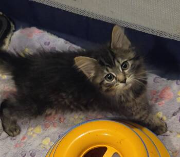 Montana -  Domestic Medium Hair Cat for Adoption in Dunellen, New Jersey - Montana | PetCurious