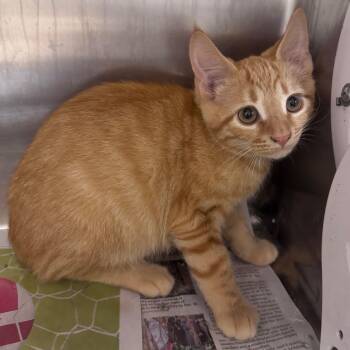 Sour Patch Kid (green) -  Domestic Short Hair Cat for Adoption in Winston-salem, North Carolina - Sour Patch Kid (green) | PetCurious
