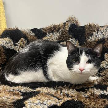 Check -  Domestic Short Hair Cat for Adoption in East Hampton, New York - Check | PetCurious