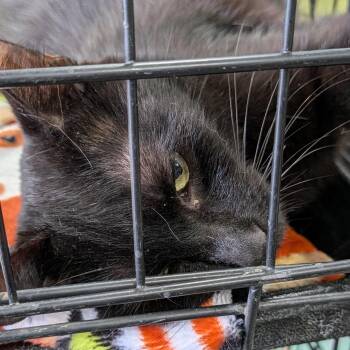 Hello Kitty -  Domestic Short Hair Cat for Adoption in Eugene, Oregon - Hello Kitty | PetCurious