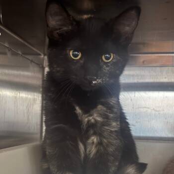 Rescue Domestic Short Hair Cats for Adoption in Glenwood, Minnesota - Evelyn | PetCurious