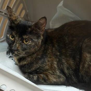 Rhiannon (Reeree) -  Domestic Short Hair Cat for Adoption in Midland, Texas - Rhiannon (Reeree) | PetCurious