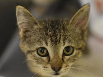 Gumbo -  Domestic Short Hair Cat for Adoption in Portland, Oregon - Gumbo | PetCurious