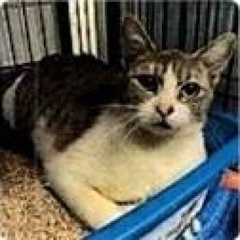 Macaroni -  Domestic Short Hair Cat for Adoption in Dayton, Minnesota - Macaroni | PetCurious