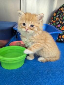 Sherbert -  Domestic Long Hair Cat for Adoption in La Porte, Indiana - Sherbert | PetCurious