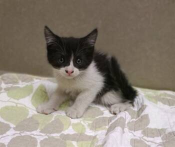 A553608 -  Domestic Short Hair Cat for Adoption in Moreno Valley, California - A553608 | PetCurious