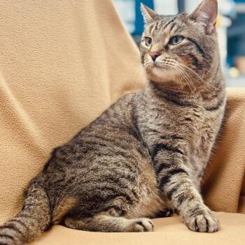 Domestic Short Hair and Tiger Cats Available for Adoption - LUCKY | PetCurious