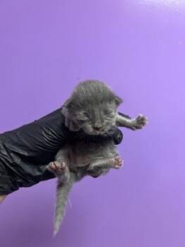 61565130 -  Domestic Short Hair Cat for Adoption in El Paso, Texas - 61565130 | PetCurious