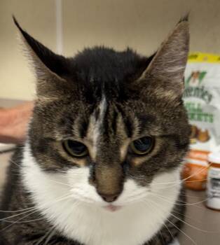 Domestic Short Hair Cats Available for Adoption in Salisbury, Maryland - Fromage | PetCurious