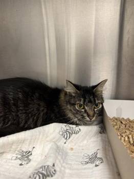 CHURCH -  Domestic Short Hair Cat for Adoption in Indianapolis, Indiana - CHURCH | PetCurious