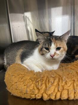 Spade -  Calico and Domestic Short Hair Cat for Adoption in Austin, Minnesota - Spade | PetCurious