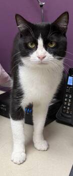 Cody -  Domestic Short Hair Cat for Adoption in Elkins, West Virginia - Cody | PetCurious