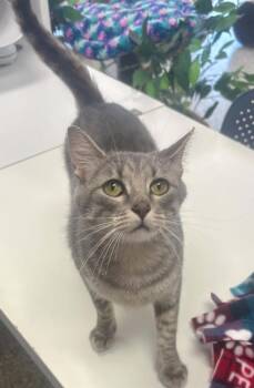 Quito -  Domestic Short Hair Cat for Adoption in Minneapolis, Minnesota - Quito | PetCurious