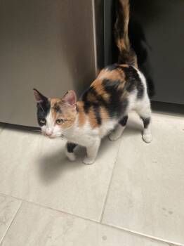 Rescue American Shorthair Cats for Adoption in Calimesa, California - Callie | PetCurious