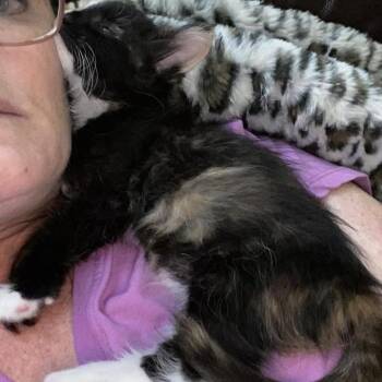 Chimera Knieriem -  Domestic Medium Hair Cat for Adoption in Eagle Mountain, Utah - Chimera Knieriem | PetCurious
