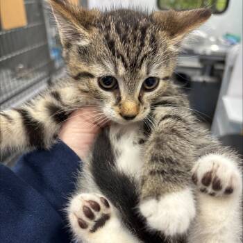 Rescue Domestic Short Hair Cats for Adoption in Hampton Bays, New York - Latte | PetCurious