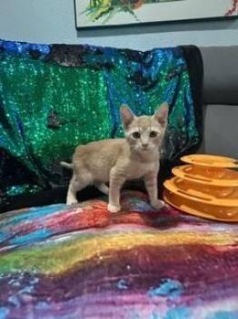 Hippo -  Domestic Short Hair and Tabby Cat for Adoption in Ruskin, Florida - Hippo | PetCurious
