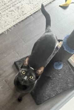 Rescue Domestic Short Hair Cats for Adoption in West Hollywood, California - Dolce (bonded To Gabbana) | PetCurious